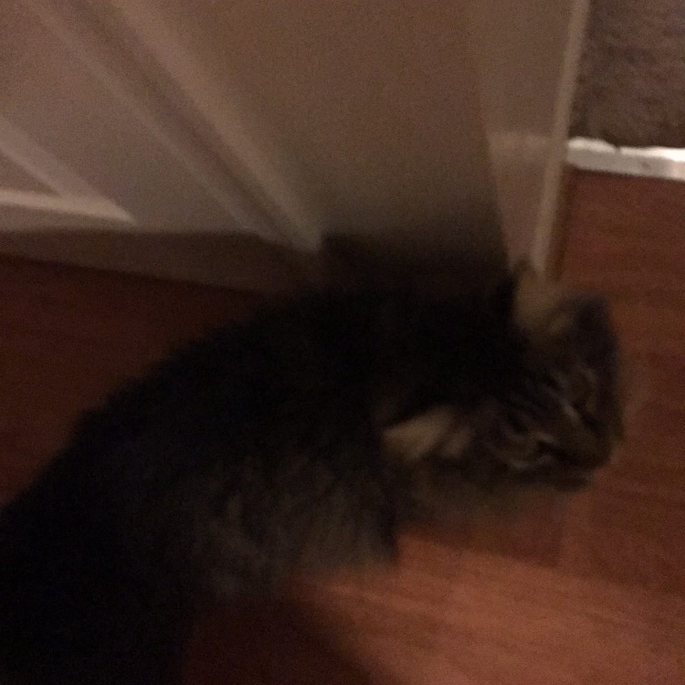 Meet your Posher, Courtney